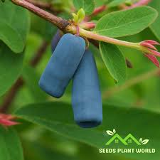 Attēlu rezultāti vaicājumam “Lonicera ferdinandii fruit”