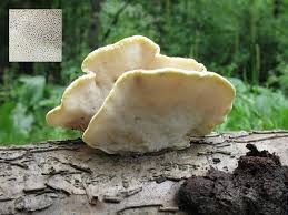 Attēlu rezultāti vaicājumam “Antrodiella serpula”