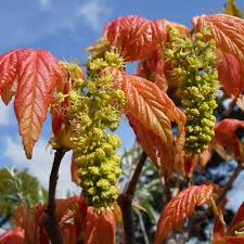 Attēlu rezultāti vaicājumam “Acer pseudoplatanus fruit”