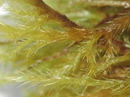 Attēlu rezultāti vaicājumam “Tomentypnum nitens”