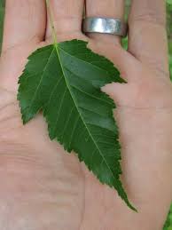 Attēlu rezultāti vaicājumam “Acer tataricum leaf”