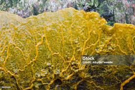 Attēlu rezultāti vaicājumam “Badhamia utricularis”