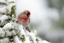 Attēlu rezultāti vaicājumam “Carduelis flammea male”