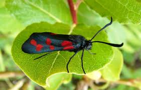 Attēlu rezultāti vaicājumam “Zygaena filipendulae”