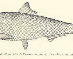 Image result for Alosa alabamae