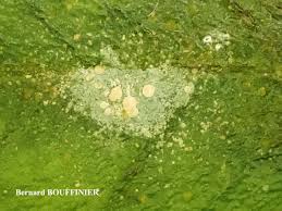 Attēlu rezultāti vaicājumam “Fellhanera subtilis”