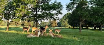 Image result for Belton Park Golf Club
