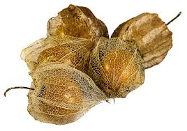 Attēlu rezultāti vaicājumam “Physalis alkekengi fruit”
