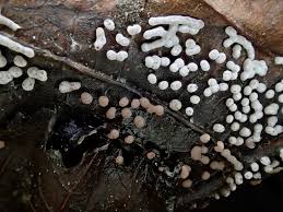 Attēlu rezultāti vaicājumam “Didymium difforme”