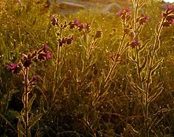 Attēlu rezultāti vaicājumam “Oenothera rubricauli”