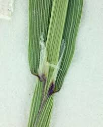 Attēlu rezultāti vaicājumam “Sclerophora pallida”