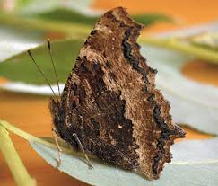 Attēlu rezultāti vaicājumam “Nymphalis xanthomelas pupa”