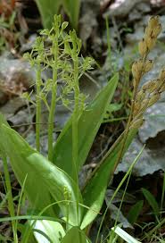 Attēlu rezultāti vaicājumam “Liparis loeselii flower”