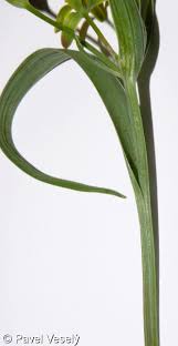 Attēlu rezultāti vaicājumam “Gagea pratensis”