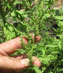 Image result for Chenopodium ambrosioides