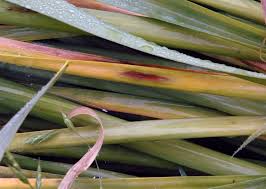 Attēlu rezultāti vaicājumam “Narcissus leaf”