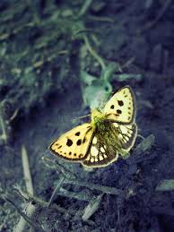 Attēlu rezultāti vaicājumam “Carterocephalus silvicolus”