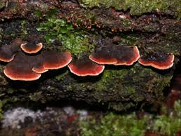 Attēlu rezultāti vaicājumam “Inonotus rheades”