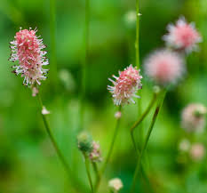 Attēlu rezultāti vaicājumam “Sanguisorba officinalis”