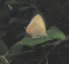 Attēlu rezultāti vaicājumam “Satyrium pruni”