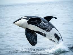 Image result for Orcinus orca