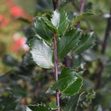 Attēlu rezultāti vaicājumam “Ilex x meserveae”