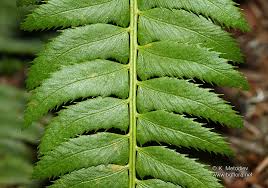 Attēlu rezultāti vaicājumam “Polystichum lonchitis”