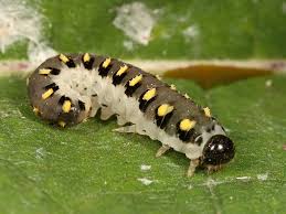 Attēlu rezultāti vaicājumam “Tenthredo mandibularis”