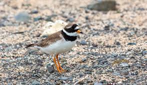 Attēlu rezultāti vaicājumam “Charadrius hiaticula adult”