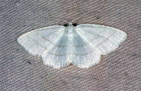 Attēlu rezultāti vaicājumam “Cabera pusaria”