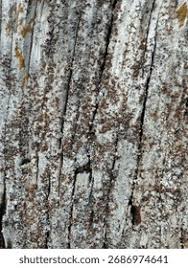 Attēlu rezultāti vaicājumam “Lecanora allophana”