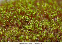 Attēlu rezultāti vaicājumam “Bryum amblyodon sporophyte”