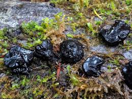 Attēlu rezultāti vaicājumam “Bulgaria inquinans”