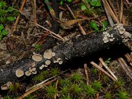 Attēlu rezultāti vaicājumam “Rimbachia neckerae”