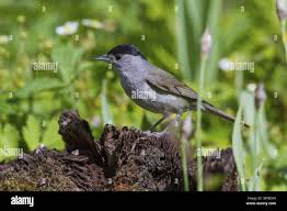 Attēlu rezultāti vaicājumam “Sylvia atricapilla male”