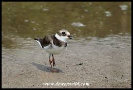 Attēlu rezultāti vaicājumam “Charadrius hiaticula adult”