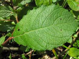 Attēlu rezultāti vaicājumam “Salix aurita”