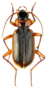 Attēlu rezultāti vaicājumam “Nebria livida”