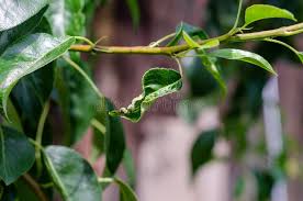 Attēlu rezultāti vaicājumam “Taphrina padi”