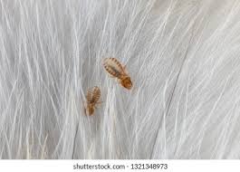 Attēlu rezultāti vaicājumam “Phthiraptera”