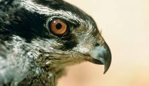 Attēlu rezultāti vaicājumam “Accipiter gentilis nest”