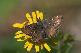 Attēlu rezultāti vaicājumam “Pyrgus alveus upperside”