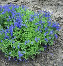 Image result for Veronica teucrium