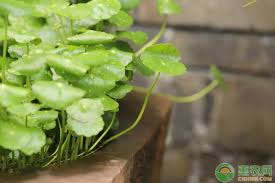 「香菇草」的圖片搜尋結果