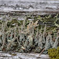 Attēlu rezultāti vaicājumam “Cladonia squamosa”