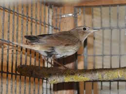 Image result for Luscinia luscinia