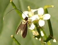 Attēlu rezultāti vaicājumam “Cauchas rufimitrella”