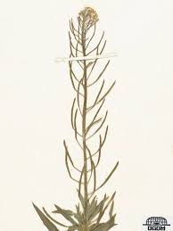 Attēlu rezultāti vaicājumam “Erysimum hieracifolium”