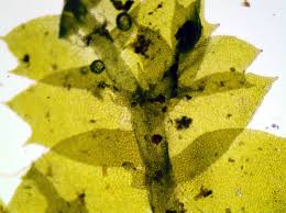 Attēlu rezultāti vaicājumam “Lophocolea bidentata”