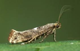 Attēlu rezultāti vaicājumam “Acrolepiopsis assectella”